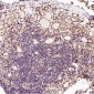 Anti-MCL1 Rabbit Monoclonal Antibody